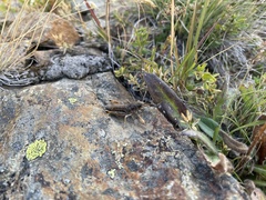 Gomphocerus sibiricus