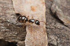 Camponotus lownei