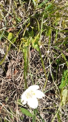 Parnassia palustris