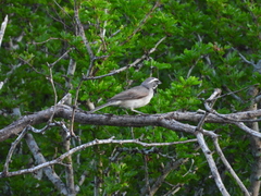Amphispiza bilineata