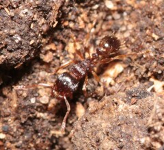 Tetramorium caespitum