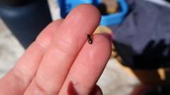 Glischrochilus quadripunctatus