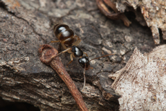 Camponotus lownei
