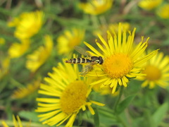 Sphaerophoria scripta