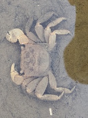 Sesarmidae