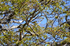 Crithagra mozambica