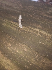 Parallelia bistriaris