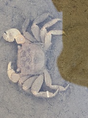 Sesarmidae