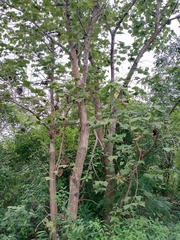 Sterculia setigera