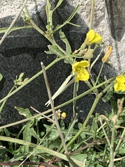 Diplotaxis tenuifolia