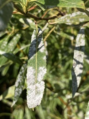 Erysiphaceae