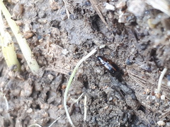 Acupalpus flavicollis