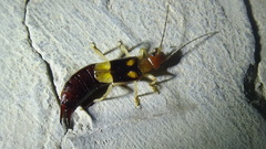 Forficulidae