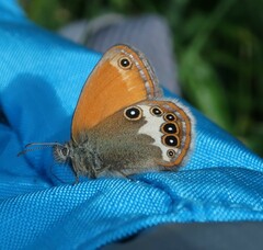 Coenonympha arcania
