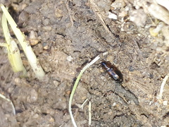 Acupalpus flavicollis