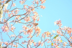 Gymnoris superciliaris