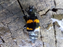 Nicrophorus tomentosus