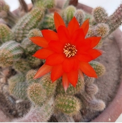 Lobivia silvestrii