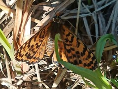 Melitaea