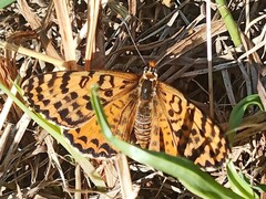 Melitaea