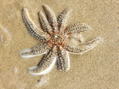 Coscinasterias muricata