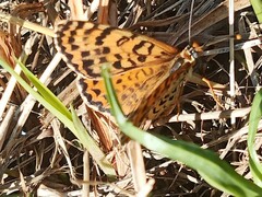 Melitaea