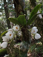 Sarcochilus falcatus