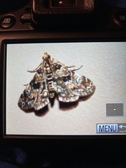 Elophila obliteralis