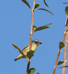 Pardalotus striatus