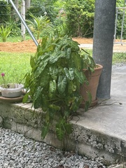 Philodendron burle-marxii