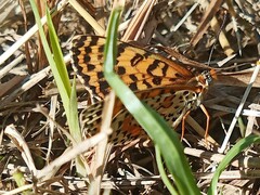 Melitaea