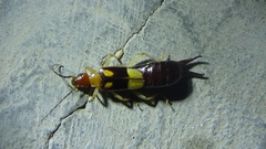 Forficulidae