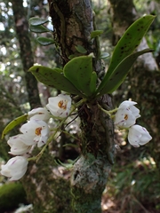 Sarcochilus falcatus