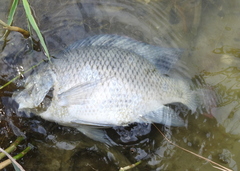 Oreochromis