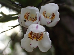 Sarcochilus falcatus