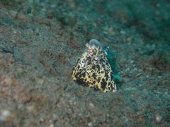 Callechelys marmorata