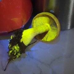 Cortinarius flavifolius