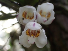 Sarcochilus falcatus