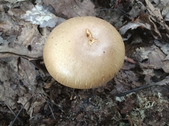 Cortinarius flavifolius