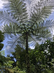 Cyatheales
