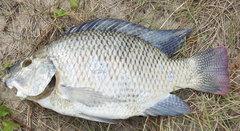 Oreochromis