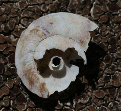 Helicigona lapicida