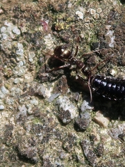 Formica fusca