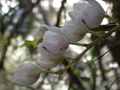 Sarcochilus falcatus