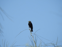 Hymenops perspicillatus