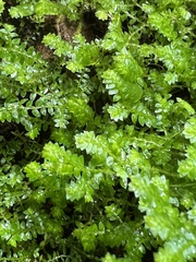 Selaginella apoda