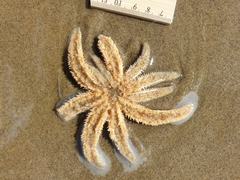 Coscinasterias muricata