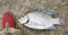 Oreochromis