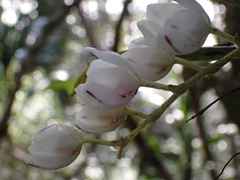 Sarcochilus falcatus