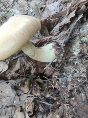 Cortinarius flavifolius